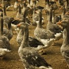 Goose Farm
